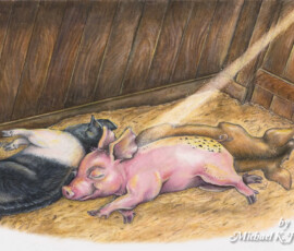 Sleeping Piglets Illustration